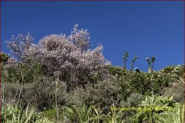 Manto de tonos blancos y rosas en Gran Canaria (Reportaje gráfico de Ildefonso Rodríguez)